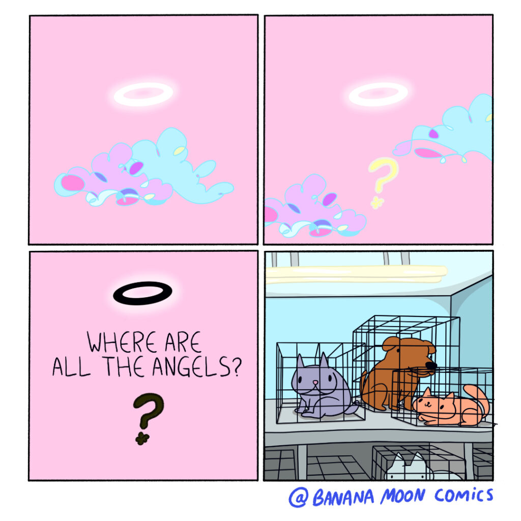 The clouds in the heavens part and a question hangs in the air. "Where are all the angles?" The last panel shows cats and dogs in cages at the pound.